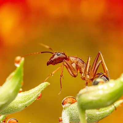ant