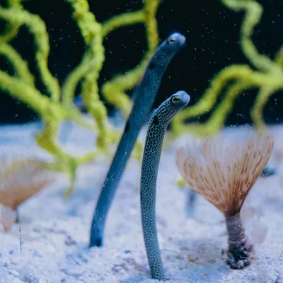 aquarium