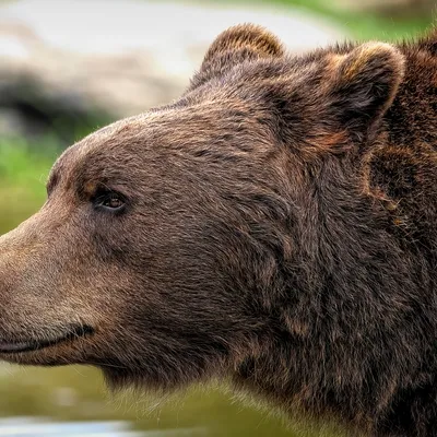 bear