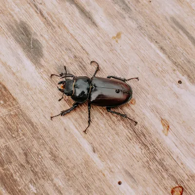 beetle