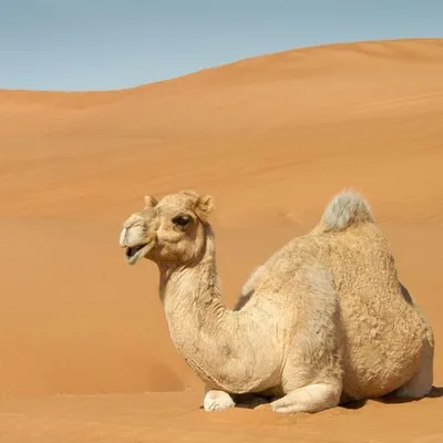 camel