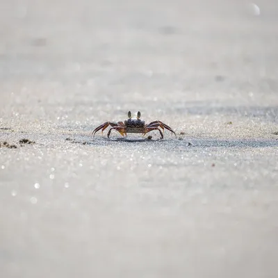 crab