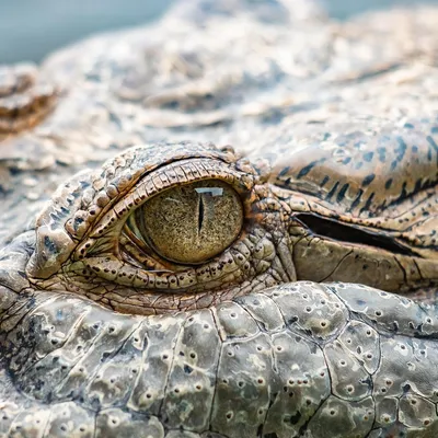 crocodile