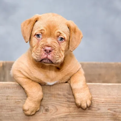 dog