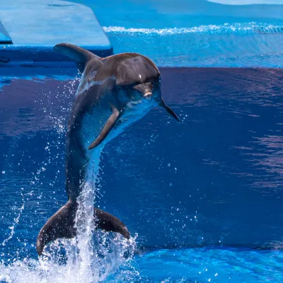 dolphin