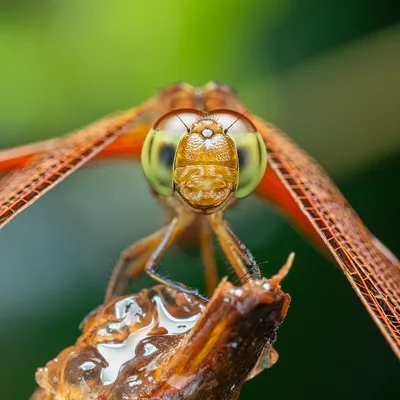 dragonfly