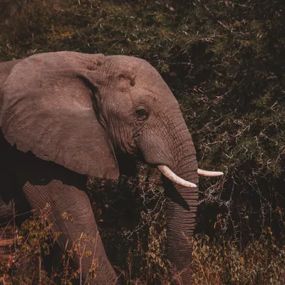 elephant