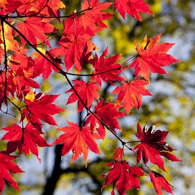 fall