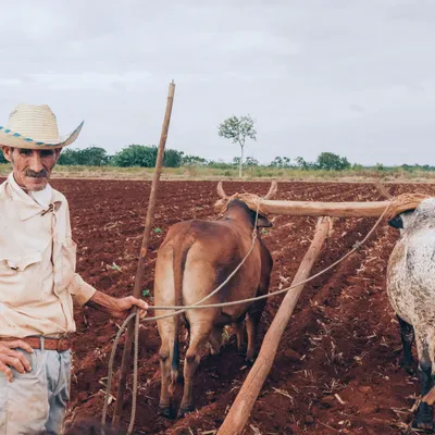 farmer
