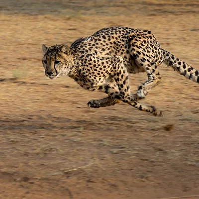 fast