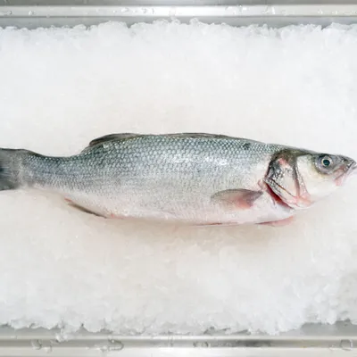 fish