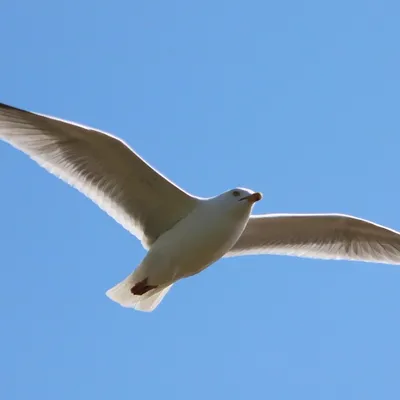 fly