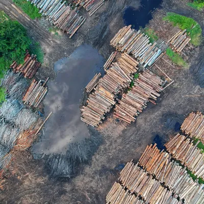 forest loss