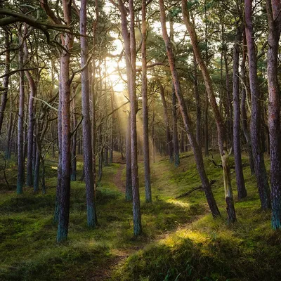 forest