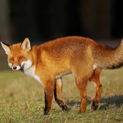 fox