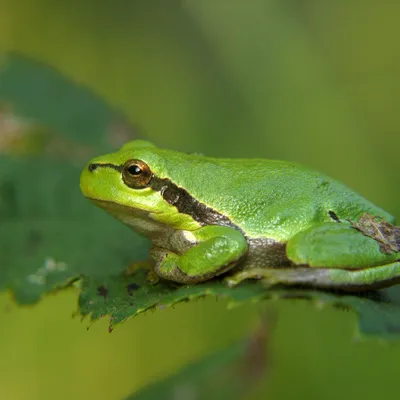 frog