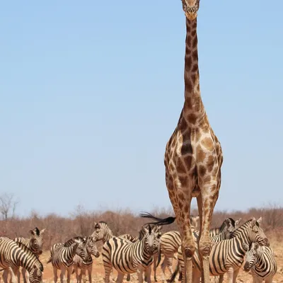 giraffe