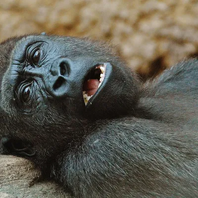 gorilla