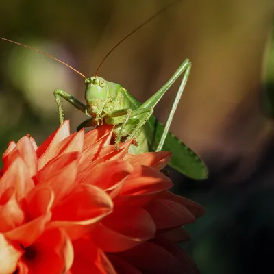 grasshopper