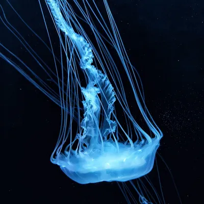 jellyfish