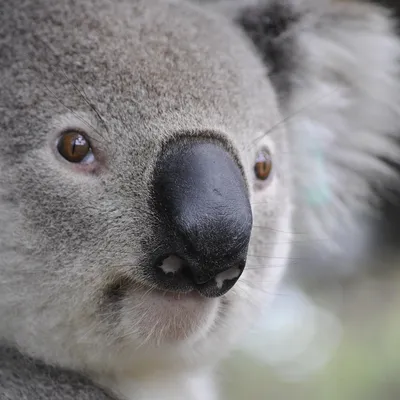 koala