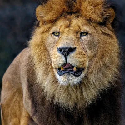 lion