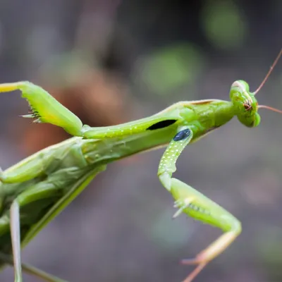 mantis