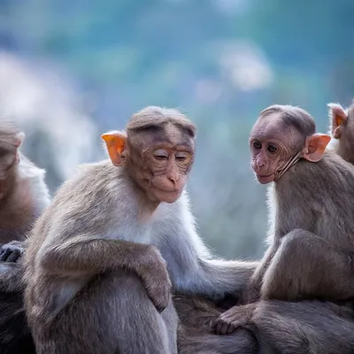 monkey