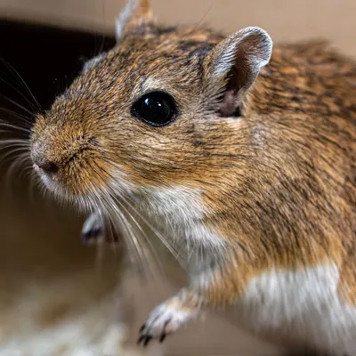 mouse