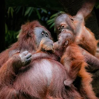 orangutan
