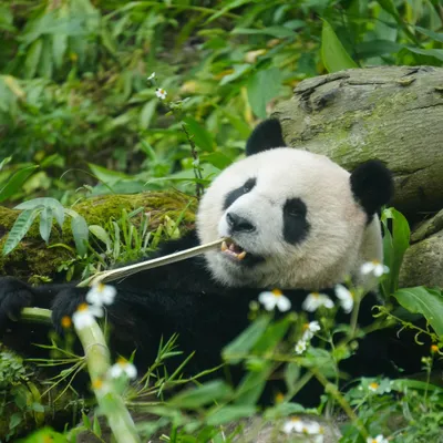 panda