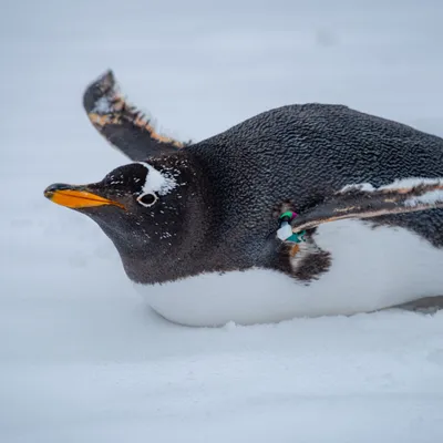 penguin