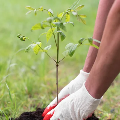 plant trees