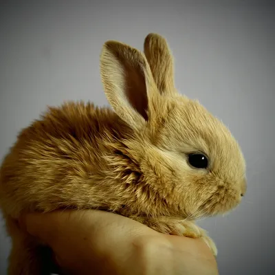 rabbit