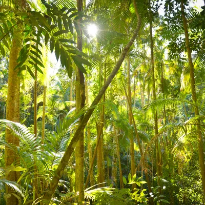 rainforest