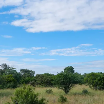 savanna