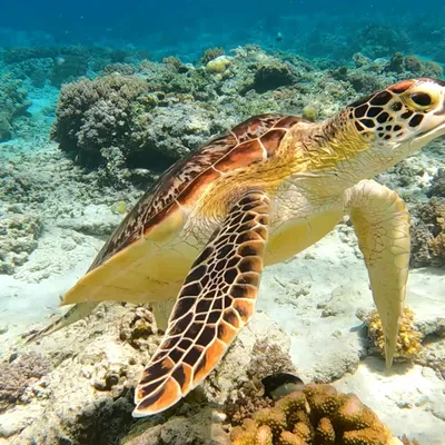 sea turtle