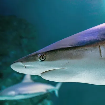 shark