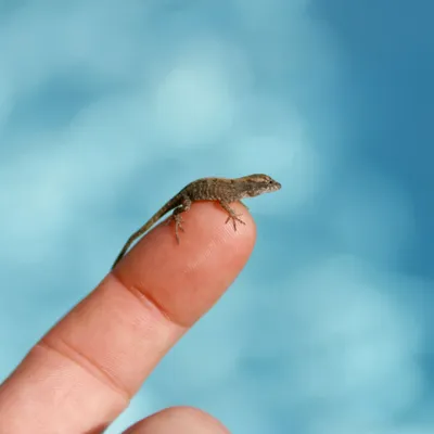 small