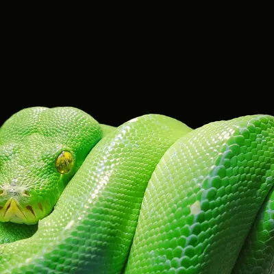 snake