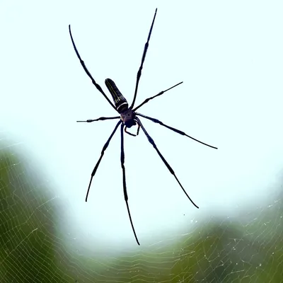 spider