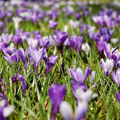 spring