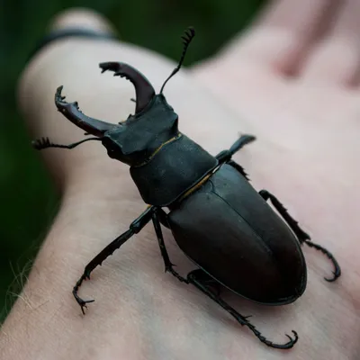 stag beetle