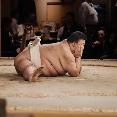 sumo