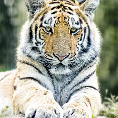 tiger