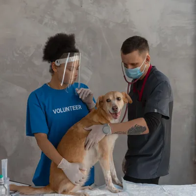 vet
