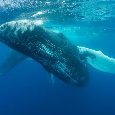 whale