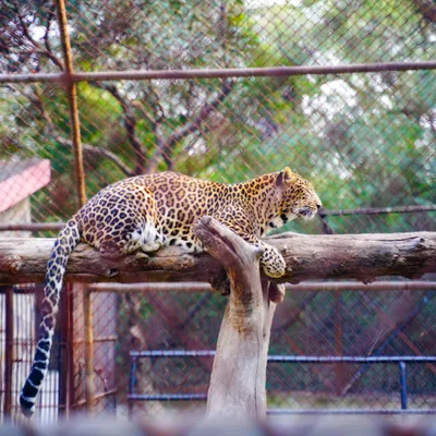zoo