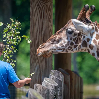 zookeeper